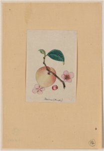 Momo (peach) LCCN2009630264