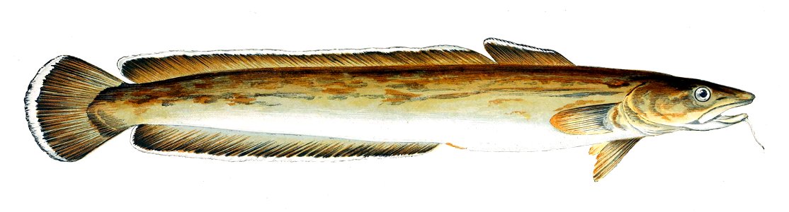 Molva molva Gervais