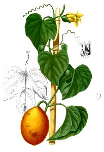 Momordica sp Blanco2.380-cropped