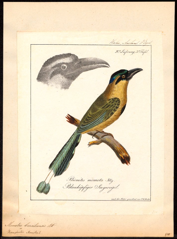 Momotus brasiliensis - 1700-1880 - Print - Iconographia Zoologica - Special Collections University of Amsterdam - UBA01 IZ16700329