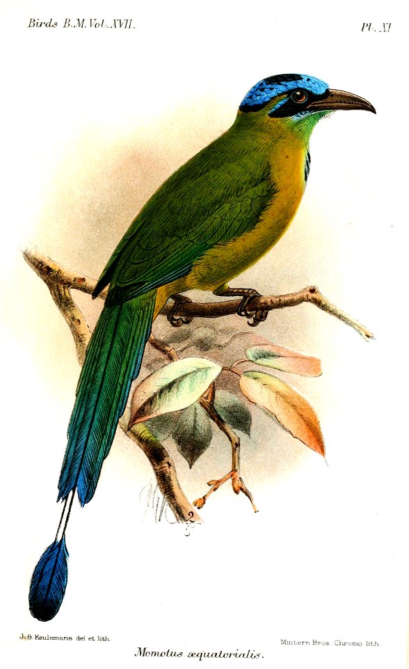 MomotusAequatorialisKeulemans