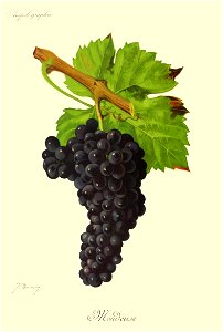 Mondeuse Viala Vermorel