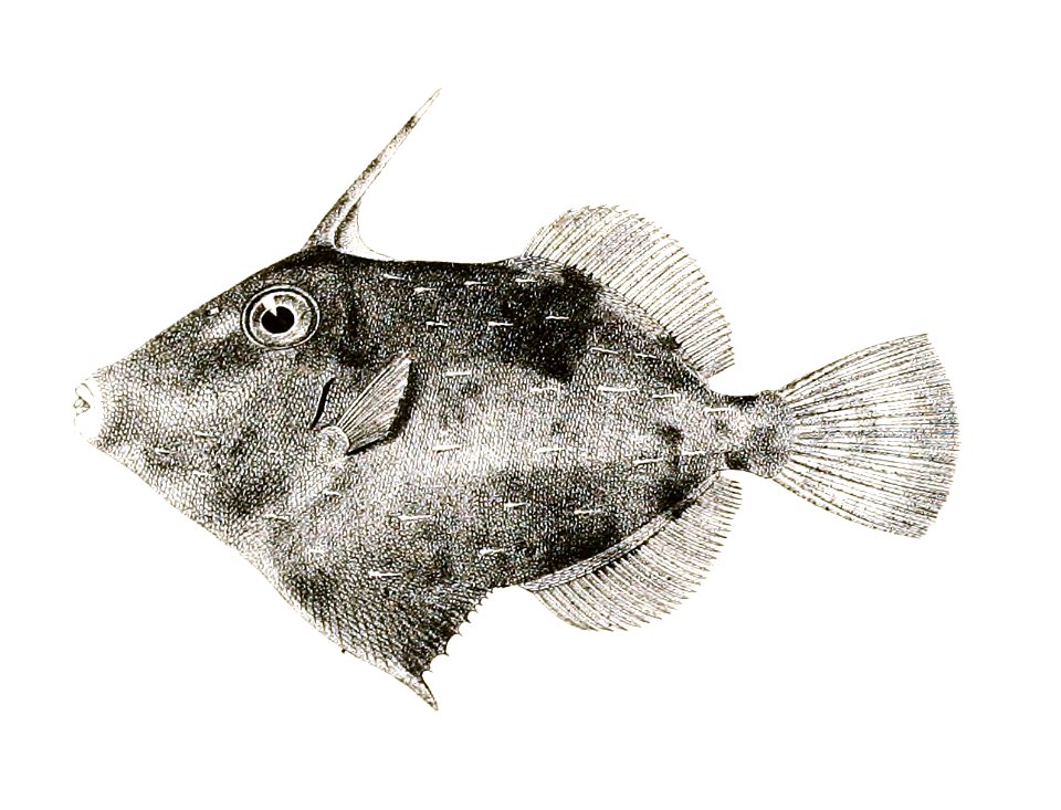 Monacanthus choirocephalus Achilles 179