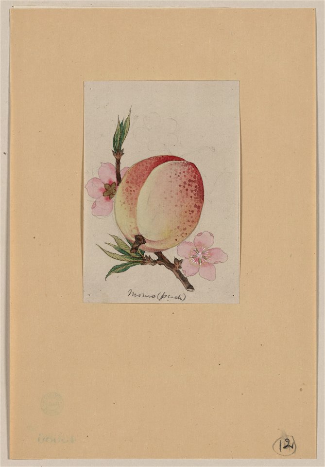 Momo (peach) LCCN2009630263