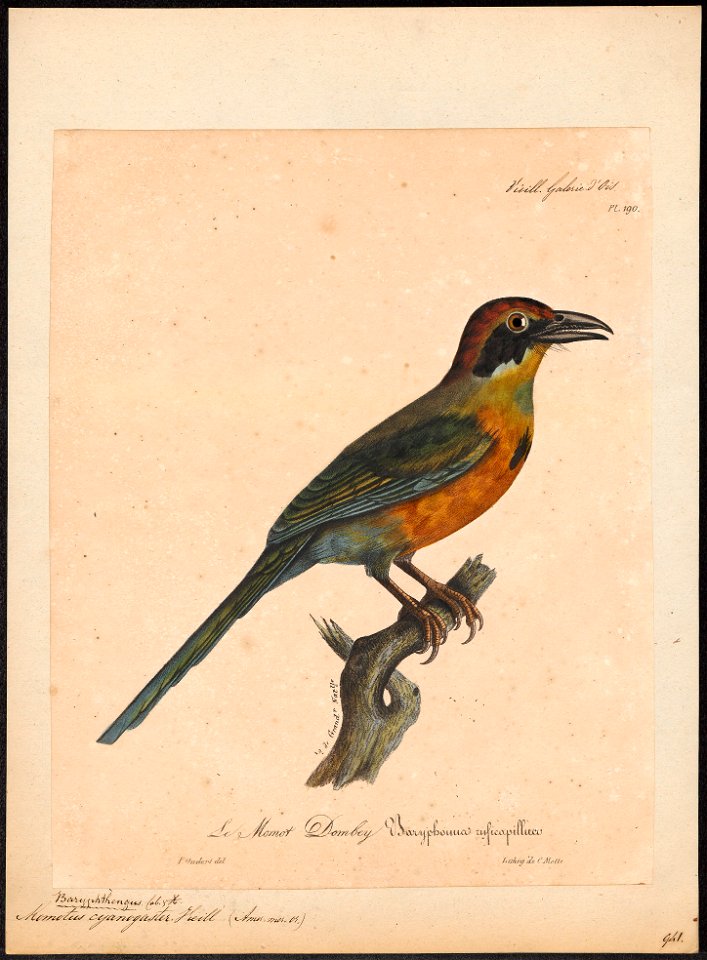 Momotus cyanogaster - 1825-1834 - Print - Iconographia Zoologica - Special Collections University of Amsterdam - UBA01 IZ16700319