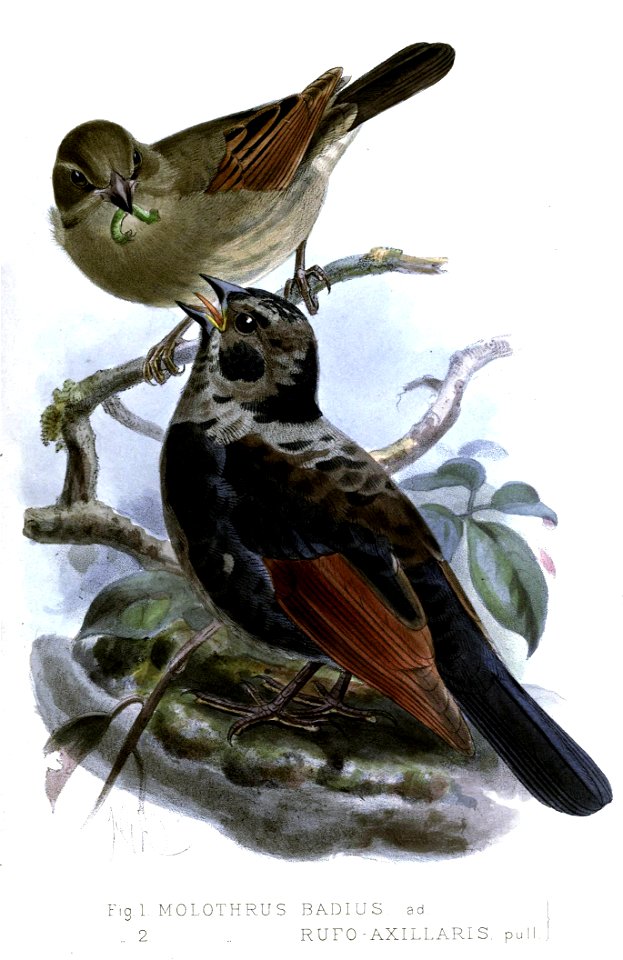 MolothrusKeulemans