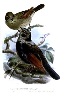 MolothrusKeulemans