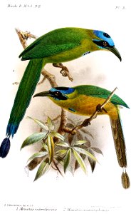 MomotusKeulemans