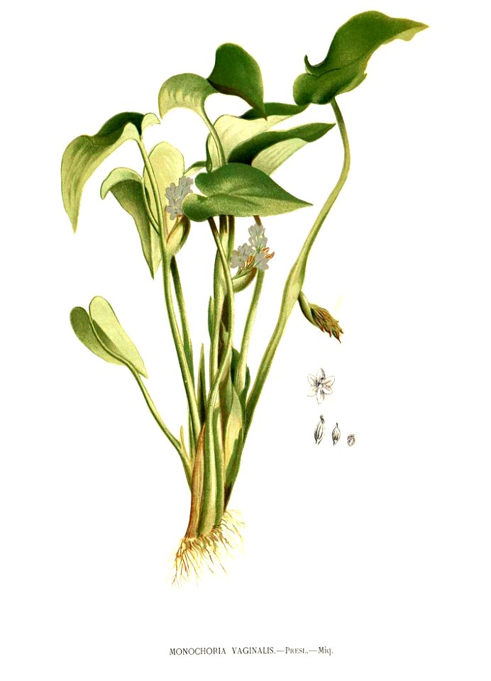 Monochoria vaginalis Blanco clean