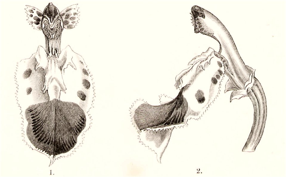 Monograph of Odontoglossum 117