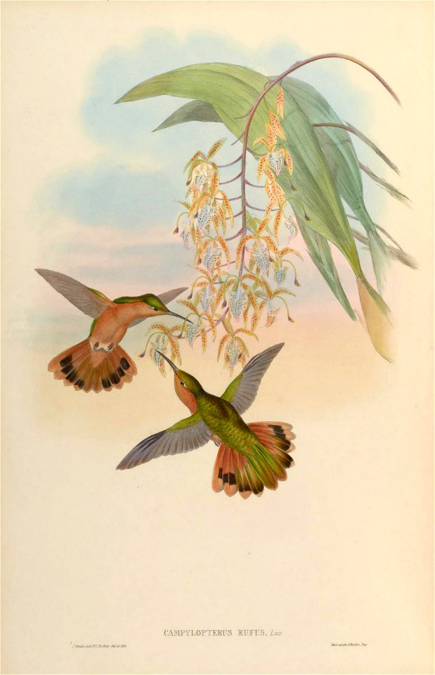 MonographTrochi2Goul 0046