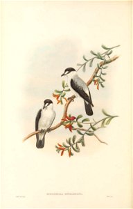 Monachella muelleriana - The Birds of New Guinea