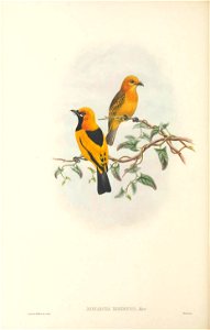 Monarcha kordensis - The Birds of New Guinea
