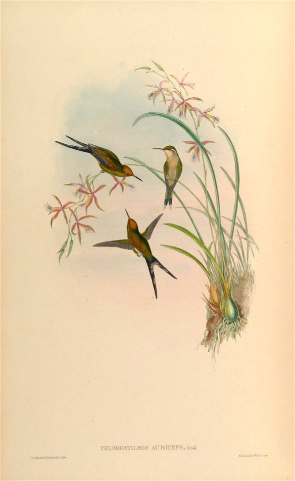 MonographTrochi5Goul 0276
