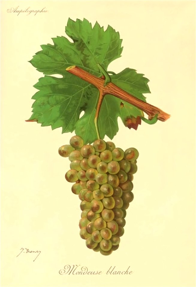 Mondeuse blanche Viala et Vermorel