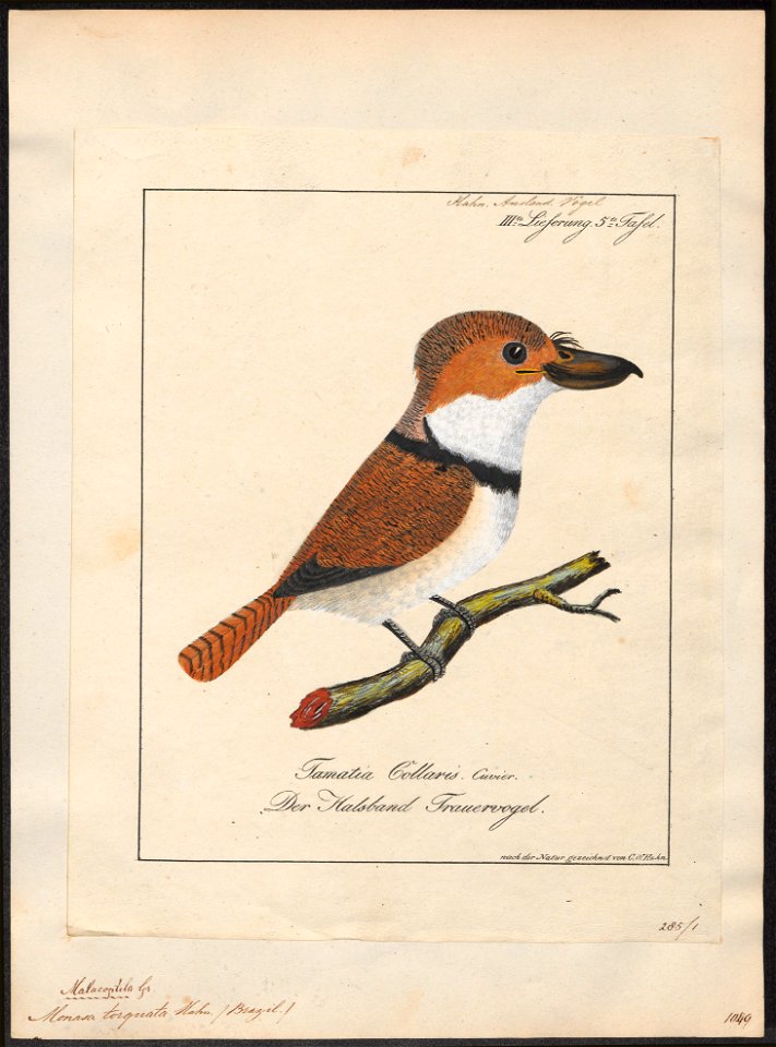 Monasa torquata - 1700-1880 - Print - Iconographia Zoologica - Special Collections University of Amsterdam - UBA01 IZ16800011