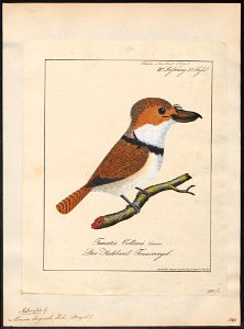 Monasa torquata - 1700-1880 - Print - Iconographia Zoologica - Special Collections University of Amsterdam - UBA01 IZ16800011