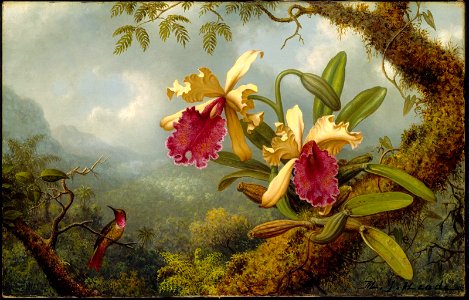 Martin Johnson Heade - Orchids and Hummingbird - 47.1164 - Museum of Fine Arts. Free illustration for personal and commercial use.