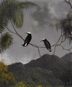 Martin Johnson Heade - Snowcap - 2006.96 - Crystal Bridges Museum of American Art