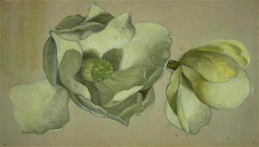 Martin Johnson Heade - Study of Two Magnolia Blossoms - 2007.217 - Crystal Bridges Museum of American Art. Free illustration for personal and commercial use.