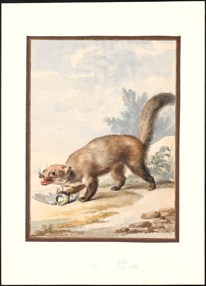 Martes foina - 1765 - Print - Iconographia Zoologica - Special Collections University of Amsterdam - UBA01 IZAA100127
