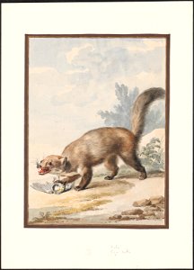 Martes foina - 1765 - Print - Iconographia Zoologica - Special Collections University of Amsterdam - UBA01 IZAA100127