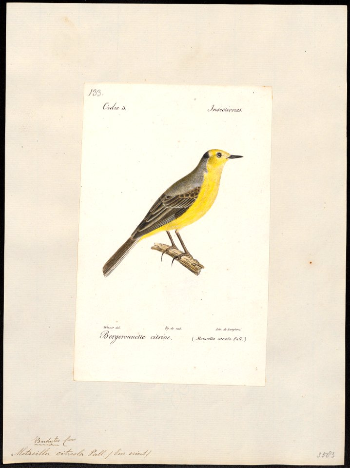 Motacilla citreola - 1842-1848 - Print - Iconographia Zoologica - Special Collections University of Amsterdam - UBA01 IZ16300115