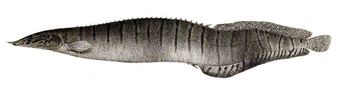 Mastacembelus zebrinus Ford 72