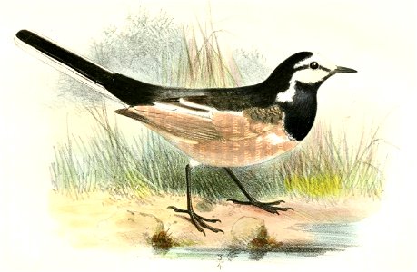 Motacilla amurensis