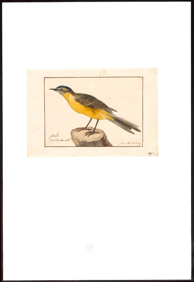 Motacilla flava - 1753-1834 - Print - Iconographia Zoologica - Special Collections University of Amsterdam - UBA01 IZA1000280