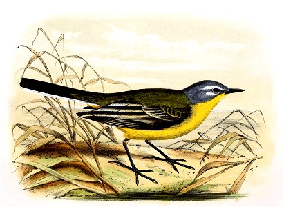 Motacilla flava 1869