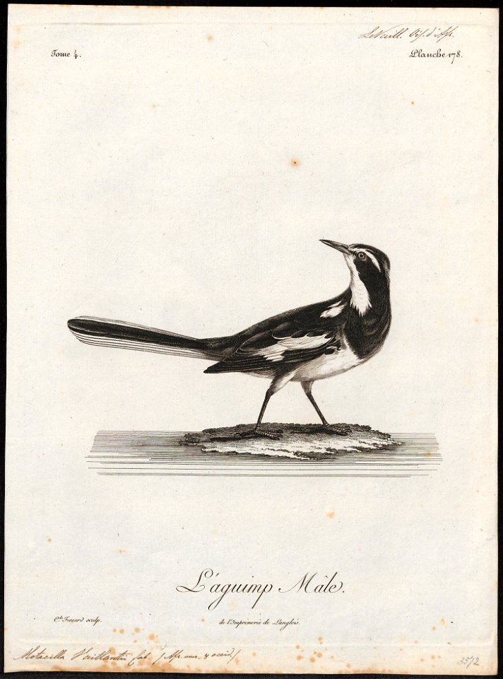 Motacilla vaillantii - 1796-1808 - Print - Iconographia Zoologica - Special Collections University of Amsterdam - UBA01 IZ16300093