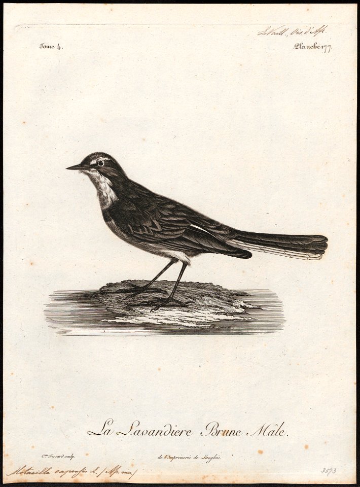 Motacilla capensis - 1796-1808 - Print - Iconographia Zoologica - Special Collections University of Amsterdam - UBA01 IZ16300097