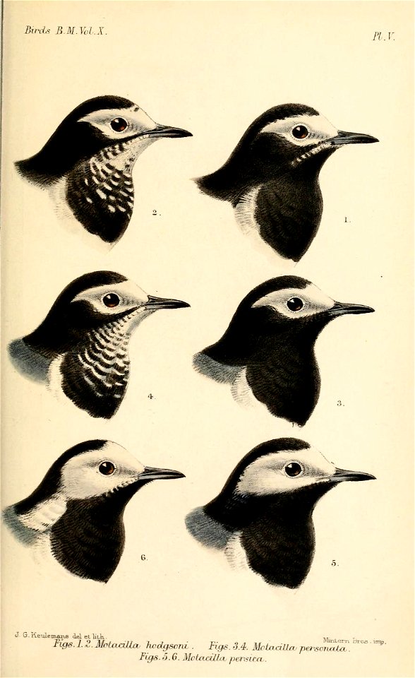 MotacillaAlba2Keulemans