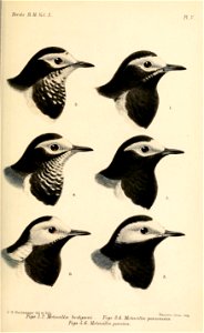 MotacillaAlba2Keulemans