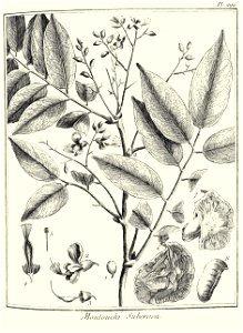 Moutouchi suberosa Aublet 1775 pl 299
