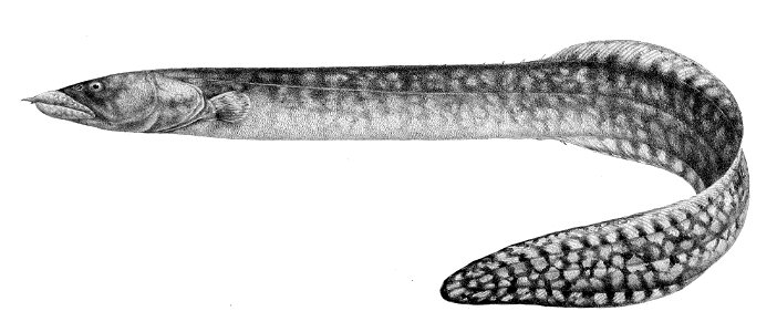 Mastacembelus moorii