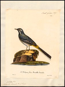 Motacilla boarula - 1825-1834 - Print - Iconographia Zoologica - Special Collections University of Amsterdam - UBA01 IZ16300123