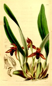 Maxillaria cucullata - Curtis' 68 (N.S. 15) pl. 3945 (1842). Free illustration for personal and commercial use.