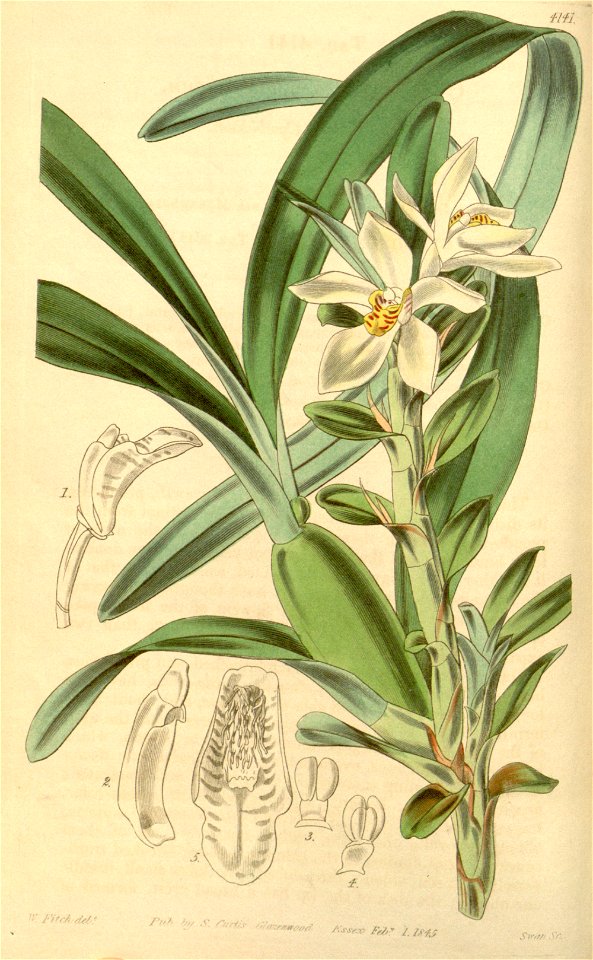 Maxillaria lutescens (=Cymbidium ochroleucum) - Curtis v. 71 ser. 3 no. 1 (1845) pl. 4141