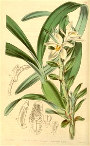 Maxillaria lutescens (=Cymbidium ochroleucum) - Curtis v. 71 ser. 3 no. 1 (1845) pl. 4141. Free illustration for personal and commercial use.