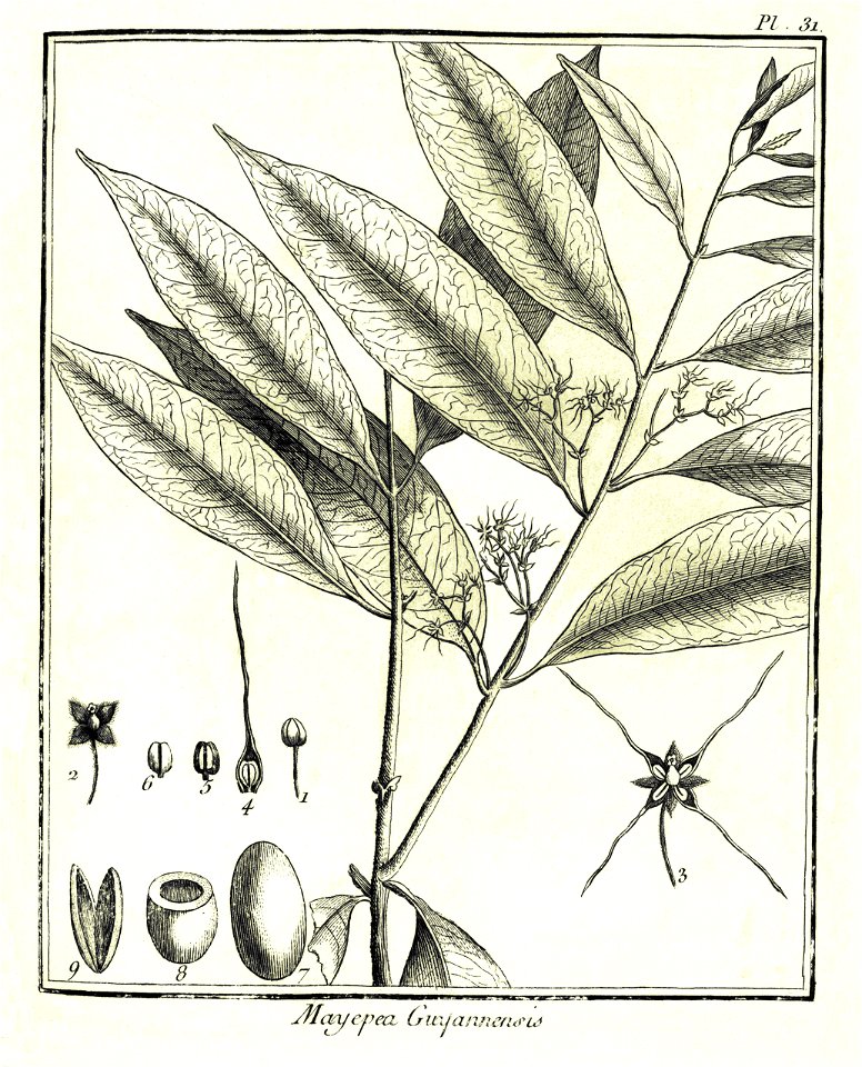 Mayepea guianensis Aublet 1775 pl 31