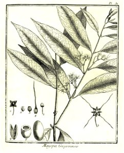 Mayepea guianensis Aublet 1775 pl 31