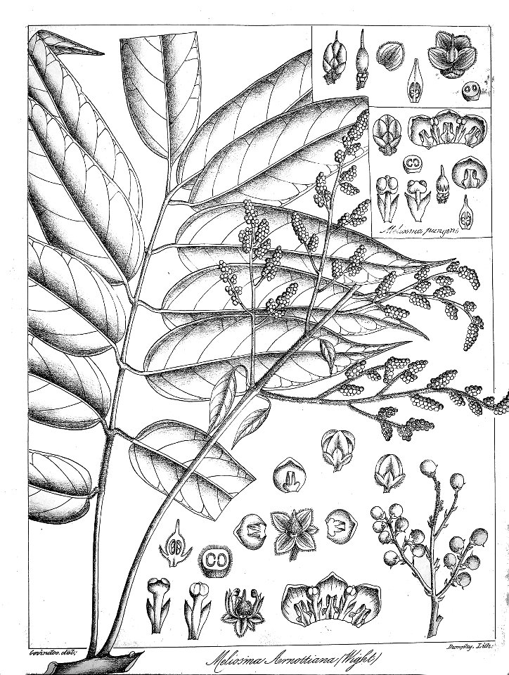 Meliosma arnottiana Govindoo