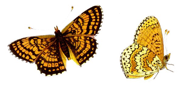 Melitaea cinxia - Wegerich-Scheckenfalter