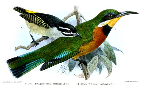 MellitophagusBarbatulaKeulemans