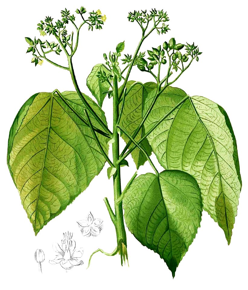 Melochia arborea Blanco1.189-cropped