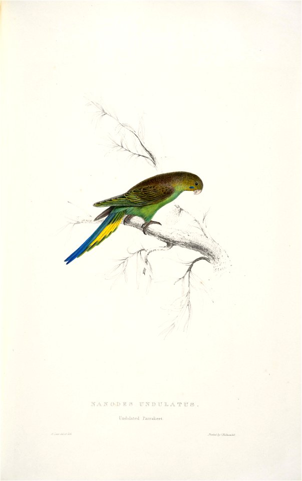Melopsittacus undulatus -Nanodes undulatus Undulated parrakeet -by Edward Lear 1812-1888