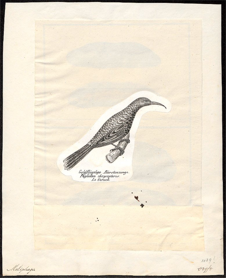 Meliphaga chrysops - 1809-1845 - Print - Iconographia Zoologica - Special Collections University of Amsterdam - UBA01 IZ19200011