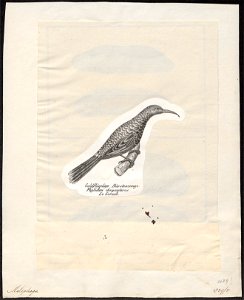 Meliphaga chrysops - 1809-1845 - Print - Iconographia Zoologica - Special Collections University of Amsterdam - UBA01 IZ19200011